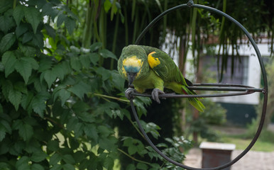 Loro, cotorra o guacamayo