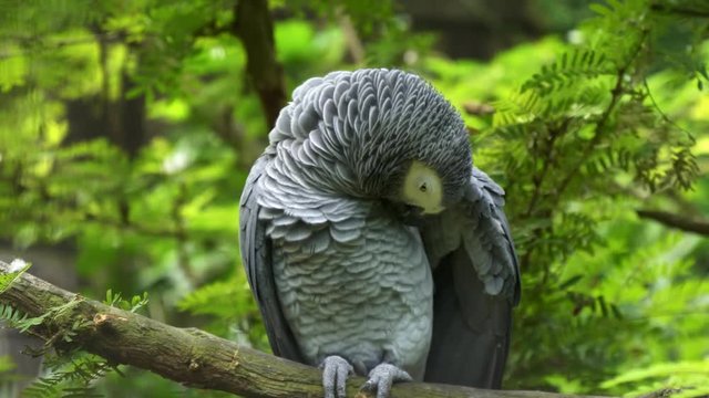 an african grey parrot preening its feathers at bali bird park on the island of bali, indonesia