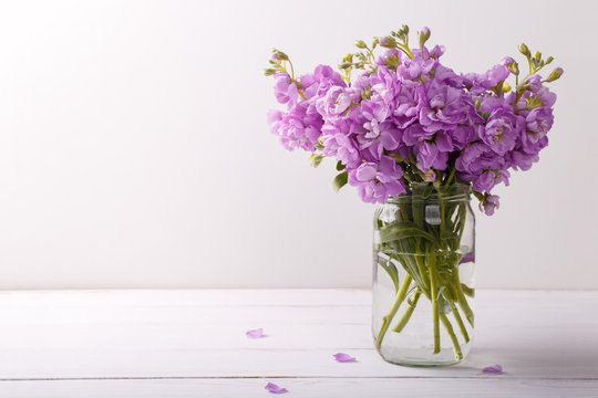 Lilac matthiola flowers