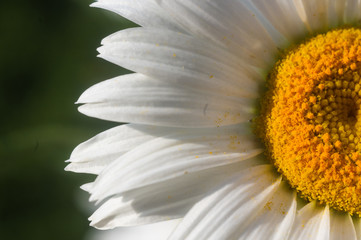 Blooming camomile, selective focus