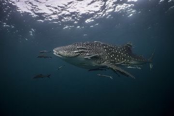 Whaleshark swimming