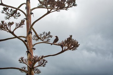 Turdus serranus another vision of the world