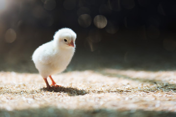 Baby chicks at poultry farm in moring