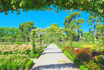 Walking through Buen Retiro Park. Rose Park