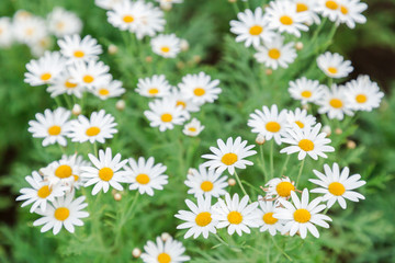 Fototapeta premium Beautiful flower and green leaf background in flower garden at sunny summer or spring day. flower for postcard beauty decoration and agriculture concept design. White daisy flower.