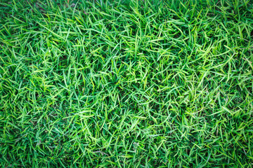 Grass texture or grass background. green grass for golf course, soccer field or sports background concept design. Natural green grass.