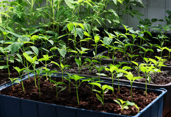 Seedlings of peppers and tomatoes.