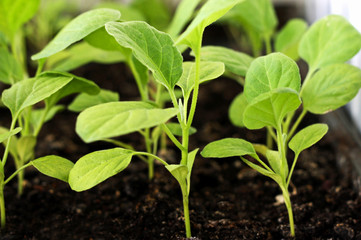 Seedlings of eggplant close-up.