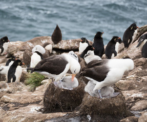 Albatross Chicks and Their Parents on the mud and plant chimney shaped nest in a colony on the Falkland Islands.
