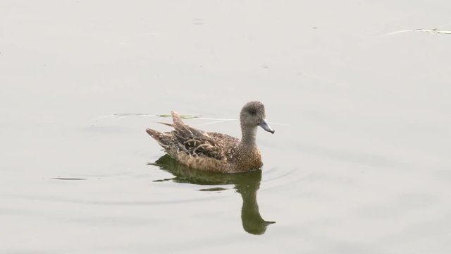 tracking shot of a female american wigeon in yellowstone national park, usa