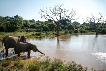 Fototapeta na wymiar Elephants on watering place