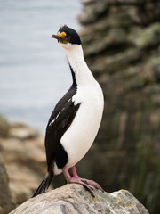 Close up of a blue eyed cormorant, blue eyed shag or imperial shag standing on a rock on the edge of a cliff. Photographed with shallow depth of field.
