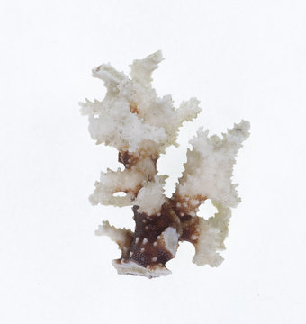 white coral on white isolated background