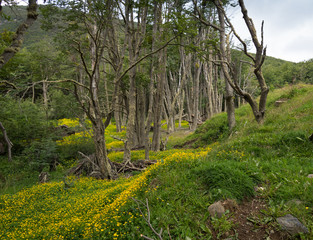 Buttercup Flowers and Deciduous Trees in a forest in Argentina. The trees have covered with light gray green moss.