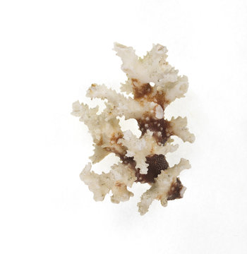 decoration for an aquarium, white isolated background
