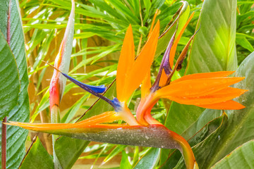 strelitzia, oiseau du paradis