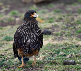 Close Up of Striated Caracara standing in a grassy field.
