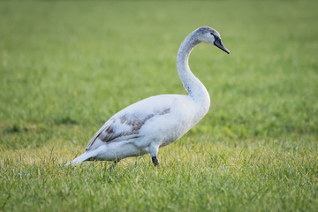 Young swan walking in a meadow
