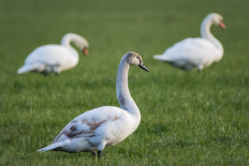 Young swan walking in a meadow