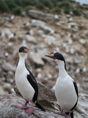 Fototapeta na wymiar Close Up of Two Imperial Shags standing side by side. Photographed with a shallow depth of field.