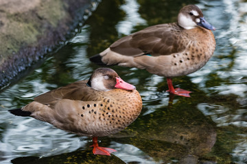 A pair of red shoveler ducks standing in shallow water