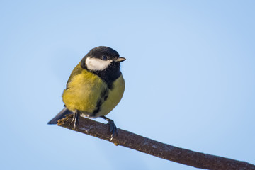 Great tit sitting on a branch in winter