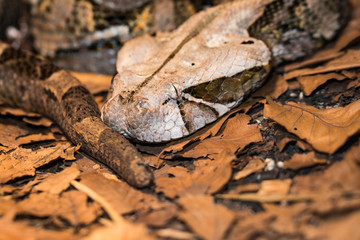 Gaboon viper laying on dead leaves while waiting for prey
