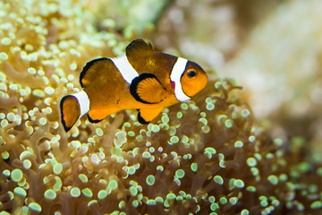 Fototapeta na wymiar Clown fish swimming over a sea anemone