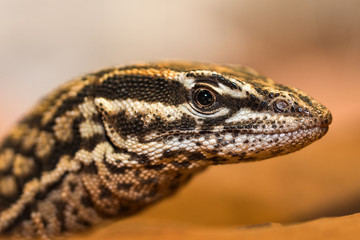 Close up portrait of a monitor lizard
