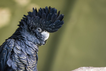 Red tailed black cockatoo