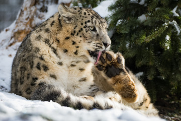 Snow leopard sitting in snow while cleaning itself