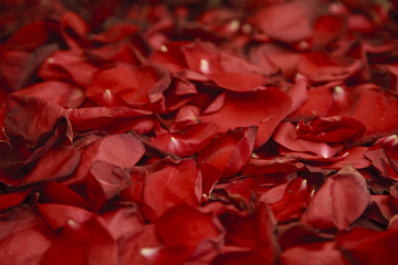 Background of petals of red roses.
