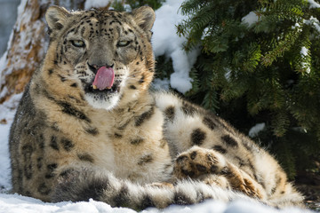 Snow leopard sitting in snow while cleaning itself
