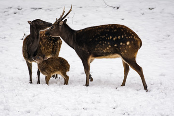 Visayan spotted deer family in snow
