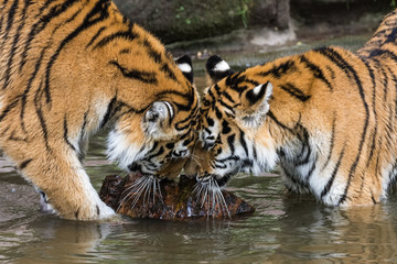 Two Siberian tiger siblings bumping their heads while standing in water