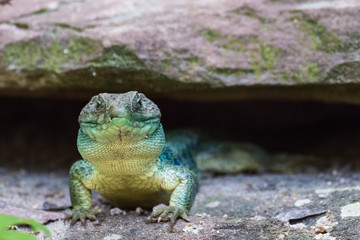 Eyed lizard sitting under a rock