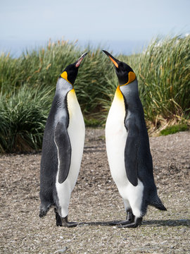 Courting King Penguins standing face to face with tussac grass in the background.