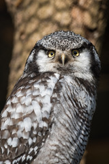 Portrait of a northern hawk owl