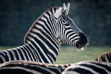 Fototapeta na wymiar Portrait of a male Zebra