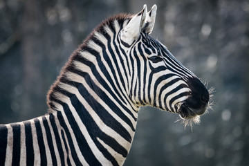 Fototapeta na wymiar Portrait of a male Zebra