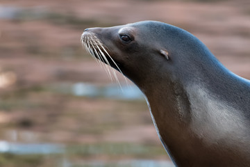 Portrait of a sea lion