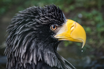 Portrait of a Stellers sea eagle
