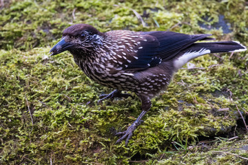 Spotted nutcracker looking for food in moss