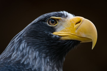 Portrait of a Stellers sea eagle