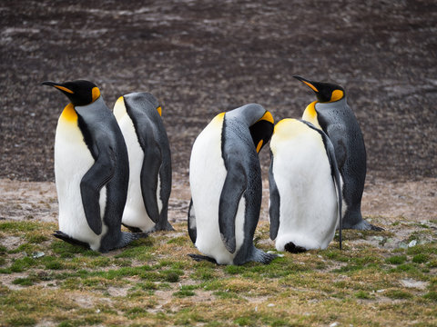 Five Standing king penguins with several preening or grooming their feathers.