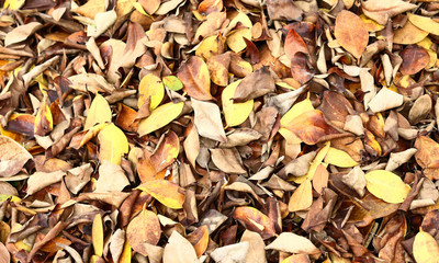 dry leaves in the forest