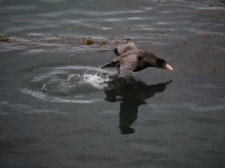 Fototapeta premium Giant Petrel Taking Off from the dark gray green water of the Beagle Channel.