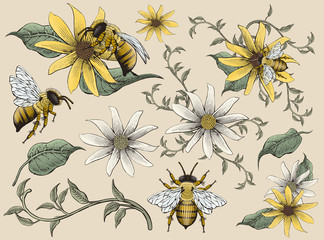 Fototapety  Honey bees and flowers elements