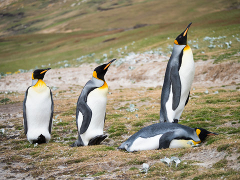 Four King Penguins with three standing and on laying on it stomach.