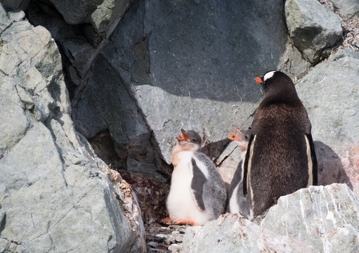 Adult gentoo penguin with two hungry chicks.